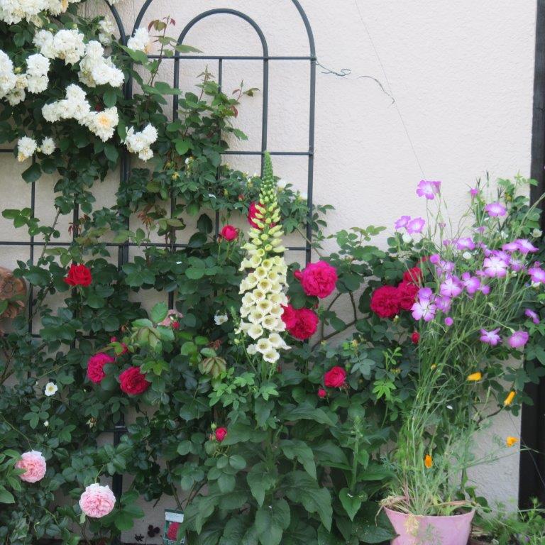 バラと寄せ植えの庭 オープンガーデン ジャパン